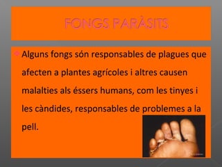  Alguns fongs són responsables de plagues que

afecten a plantes agrícoles i altres causen
malalties als éssers humans, com les tinyes i
les càndides, responsables de problemes a la
pell.

 