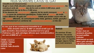 FELIS SILVESTRIS CATUS: EL GAT
Classificacció (taxsonomia)
El gat o moix (Felis silvestris catus) és un petit mamífer carnívor domèstic. Ha
conviscut amb els humans des de fa com a mínim 3.500 anys, però
possiblement des de fa fins a 9.500 anys.
Hi ha desenes de races de gats, algunes de les quals manquen de pèl o de
cua a causa de mutacions genètiques. Poden tenir el pelatge de molts
colors diferents. Els gats són depredadors hàbils que poden caçar més de
mil animals diferents.. Es comuniquen amb miols, gemecs, xiulets, grunyits i
aproximadament un centenar de vocalitzacions diferents, a més del
llenguatge corporal
Nutrició
És carnívor. El seu
estomac i les seves
dents estan adaptats a
menjar carn. A vegades
mengen alguna herba,
però molt rarament.
Habitat:
Poden viure en
ambients silvestres
formant petites
colònies
relacionant-se amb
altres gats salvatges
i els éssers humans
Es creu que el seu avantpassat immediat és el gat salvatge
africà (Felis silvestris lybica). El 2007 un estudi revelà que els
gats domèstics descendeixen probablement d'un grup
d'almenys cinc gats salvatges africans que s'autodomestica-
ren vers el 8000 aC a l'Orient Pròxim.
ORDRE: Carnívor
FAMÍLIA: Felidae
GÈNERE: Felis
ESPÈCIE: Felis silvestris
catus
 
