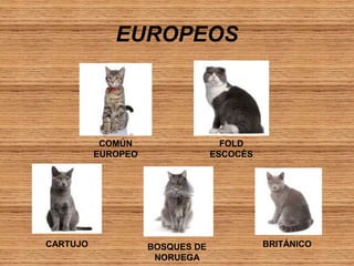 EUROPEOS

COMÚN
EUROPEO

CARTUJO

FOLD
ESCOCÉS

BOSQUES DE
NORUEGA

BRITÁNICO

 