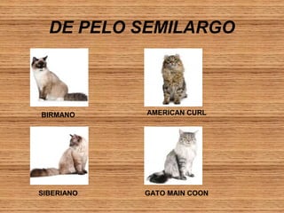 DE PELO SEMILARGO

BIRMANO

AMERICAN CURL

SIBERIANO

GATO MAIN COON

 