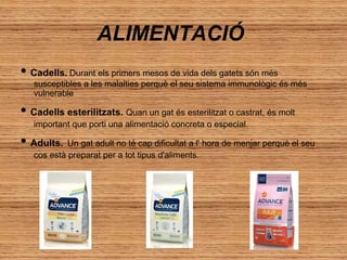 ALIMENTACIÓ
• Cadells. Durant els primers mesos de vida dels gatets són més

susceptibles a les malalties perquè el seu sistema immunològic és més
vulnerable

• Cadells esterilitzats. Quan un gat és esterilitzat o castrat, és molt
important que porti una alimentació concreta o especial.

• Adults. Un gat adult no té cap dificultat a l' hora de menjar perquè el seu
cos està preparat per a tot tipus d'aliments.

 