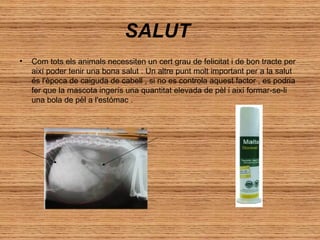 SALUT
•

Com tots els animals necessiten un cert grau de felicitat i de bon tracte per
així poder tenir una bona salut . Un altre punt molt important per a la salut
és l'època de caiguda de cabell , si no es controla aquest factor , es podria
fer que la mascota ingerís una quantitat elevada de pèl i així formar-se-li
una bola de pèl a l'estómac .

 