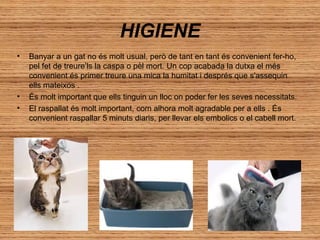 HIGIENE
•

•
•

Banyar a un gat no és molt usual, però de tant en tant és convenient fer-ho,
pel fet de treure’ls la caspa o pèl mort. Un cop acabada la dutxa el més
convenient és primer treure una mica la humitat i després que s'assequin
ells mateixos .
És molt important que ells tinguin un lloc on poder fer les seves necessitats.
El raspallat és molt important, com alhora molt agradable per a ells . És
convenient raspallar 5 minuts diaris, per llevar els embolics o el cabell mort.

 