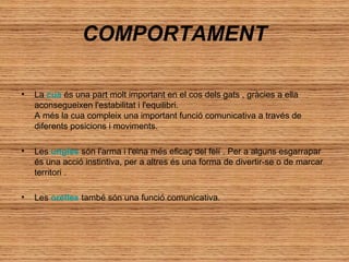 COMPORTAMENT
•

La cua és una part molt important en el cos dels gats , gràcies a ella
aconsegueixen l'estabilitat i l'equilibri.
A més la cua compleix una important funció comunicativa a través de
diferents posicions i moviments.

•

Les ungles són l'arma i l'eina més eficaç del felí . Per a alguns esgarrapar
és una acció instintiva, per a altres és una forma de divertir-se o de marcar
territori .

•

Les orelles també són una funció comunicativa.

 