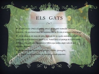 ELS GATS
 El gat o moix (Felis silvestris catus) és un petit mamífer carnívor
domèstic. Ha conviscut amb els humans des de fa com a mínim 3.500 anys.
 Hi ha desenes de races de gats, algunes de les quals manquen de pèl o de
cua a causa de mutacions genètiques. Poden tenir el pelatge de molts colors
diferents. Els gats són depredadors hàbils que poden caçar més de mil
animals diferents.
 Es comuniquen amb miols, gemecs, xiulets, grunyits.
 El gat és un dels animals de companyia més populars.
 