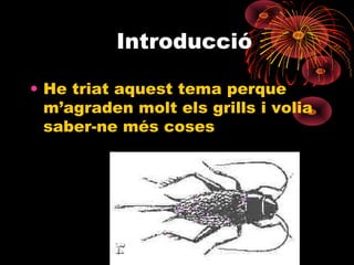 Introducció
• He triat aquest tema perque
m’agraden molt els grills i volia
saber-ne més coses

 