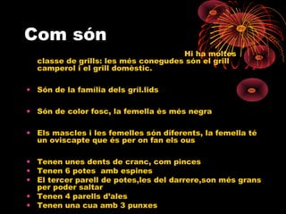 Com són
Hi ha moltes
classe de grills: les més conegudes són el grill
camperol i el grill domèstic.
• Són de la família dels gríl.lids
• Són de color fosc, la femella és més negra
• Els mascles i les femelles són diferents, la femella té
un oviscapte que és per on fan els ous
• Tenen unes dents de cranc, com pinces
• Tenen 6 potes amb espines
• El tercer parell de potes,les del darrere,son més grans
per poder saltar
• Tenen 4 parells d’ales
• Tenen una cua amb 3 punxes

 
