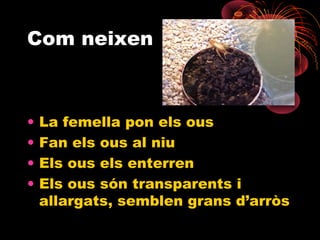 Com neixen

•
•
•
•

La femella pon els ous
Fan els ous al niu
Els ous els enterren
Els ous són transparents i
allargats, semblen grans d’arròs

 