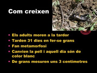 Com creixen

•
•
•
•

Els adults moren a la tardor
Tarden 31 dies en fer-se grans
Fan metamorfosi
Canvien la pell i aquell dia són de
color blanc
• De grans mesuren uns 3 centímetres

 