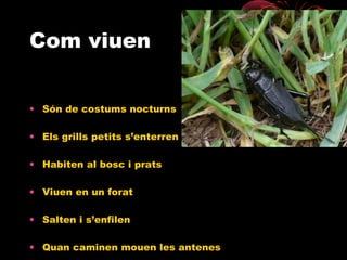 Com viuen
• Són de costums nocturns
• Els grills petits s’enterren
• Habiten al bosc i prats
• Viuen en un forat
• Salten i s’enfilen
• Quan caminen mouen les antenes

 