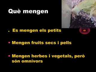 Què mengen
. Es mengen els petits
• Mengen fruits secs i pells
• Mengen herbes i vegetals, però
són omnívors

 