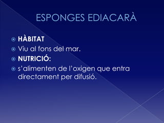  HÀBITAT
 Viu al fons del mar.
 NUTRICIÓ:
 s’alimenten de l’oxigen que entra
  directament per difusió.
 