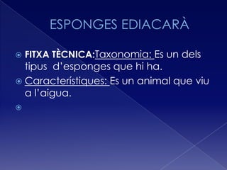    FITXA TÈCNICA:Taxonomia: Es un dels
  tipus d’esponges que hi ha.
 Característiques: Es un animal que viu
  a l’aigua.

 