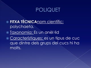    FITXA TÈCNICAnom científic:
  polychaeta.
 Taxonomia: Es un anèl·lid
 Característiques: es un tipus de cuc
  que dintre dels grups del cucs hi ha
  molts.
 