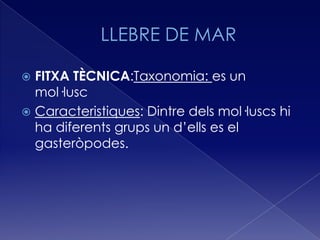  FITXA TÈCNICA:Taxonomia: es un
  mol·lusc
 Caracteristiques: Dintre dels mol·luscs hi
  ha diferents grups un d’ells es el
  gasteròpodes.
 
