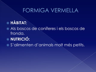  HÀBITAT:
 Als boscos de coníferes i els boscos de
  fronda.
 NUTRICIÓ:
 S’alimenten d’animals molt més petits.
 