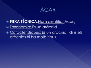  FITXA TÈCNICA:Nom científic: Acari.
 Taxonomia: Es un aràcnid.
 Característiques: Es un aràcnid i dins els
  aràcnids hi ha molts tipus.
 
