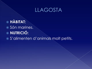  HÀBITAT:
 Són marines.
 NUTRICIÓ:
 S’alimenten d’animals molt petits.
 
