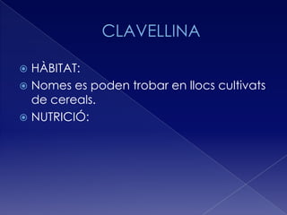  HÀBITAT:
 Nomes es poden trobar en llocs cultivats
  de cereals.
 NUTRICIÓ:
 