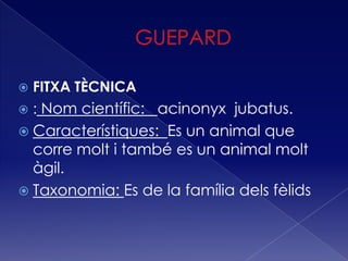    FITXA TÈCNICA
   : Nom científic: acinonyx jubatus.
 Característiques: Es un animal que
  corre molt i també es un animal molt
  àgil.
 Taxonomia: Es de la família dels fèlids
 