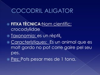    FITXA TÈCNICA:Nom científic:
  crocodylidae
 Taxonomia: es un rèptil.
 Característiques: Es un animal que es
  molt gordo no pot corre gaire pel seu
  pes.
 Pes: Pots pesar mes de 1 tona.
 