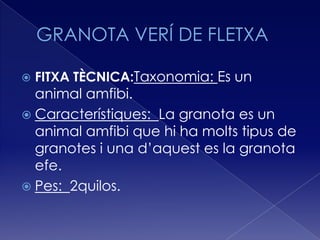    FITXA TÈCNICA:Taxonomia: Es un
  animal amfibi.
 Característiques: La granota es un
  animal amfibi que hi ha molts tipus de
  granotes i una d’aquest es la granota
  efe.
 Pes: 2quilos.
 
