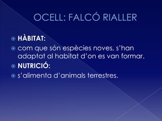  HÀBITAT:
 com que són espècies noves, s’han
  adaptat al habitat d’on es van formar.
 NUTRICIÓ:
 s’alimenta d’animals terrestres.
 