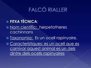    FITXA TÈCNICA:
 Nom   científic: herpetotheres
  cachinnans
 Taxonomia: Es un ocell rapinyaire.
 Característiques: es un ocell que es
  carnívor aquest animal es un dels
  dintre dels ocells rapinyaires
 