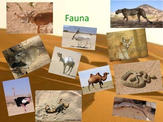 Fauna
 