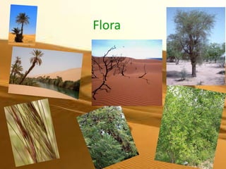 Flora
 