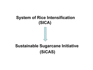 System of Rice Intensification
           (SICA)




Sustainable Sugarcane Initiative
            (SiCAS)
 