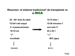 Resumen: el sistema tradicional* de transplante vs
                   el SICA

 35 - 40+ días de edad          12-15 días ...