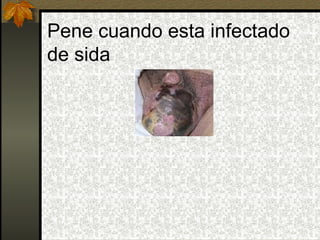 Pene cuando esta infectado  de sida 