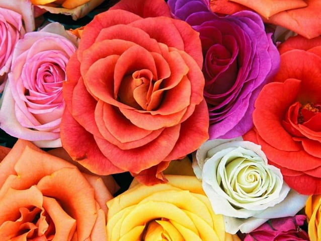El significado de las rosas según su color | PPT