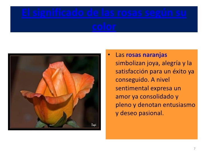 El significado de las rosas según su color
