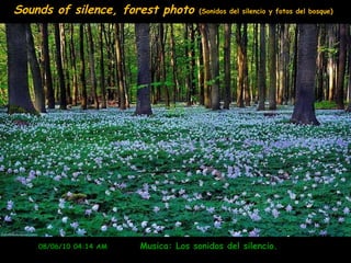 08/06/10   04:14 AM   Musica: Los sonidos del silencio.  Sounds of silence, forest photo  (Sonidos del silencio y fotos del bosque) 
