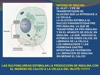 SINTESIS DE INSULINA   EL GLUT – 2 ES UN  TRANSPORTADOR DE  GLUCOSA QUE LA INTRODUCE A LA CELULA.  LA GLUCOSA ESTIMULA AL NUCLEO PARASINTETIZAR PRE PRO INSULINA, LA QUE SE TRANSFORMA EN PRO INSULINA Y EN EL APARATO DE GOLGI, EN INSULINA , LA QUE, GRACIAS AL ESTIMULO DE IONES CALCIO, ES LIBERADA DE LA CELULA LOS AMINOACIDOS Y LAS  HORMONAS GASTRO INTESTINALES FAVORECEN  LA LIBERACION DE INSULINA SIN MEDIAR EL CALCIO  LAS SULFONILUREAS ESTIMULAN LA PRODUCCION DE INSULINA CON EL INGRESO DE CALCIO A LA CELULA DEL ISLOTE !!!!!!!!!! 