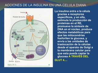 ACCIONES DE LA INSULINA EN UNA CELULA DIANA  La insulina entra a la célula gracias a receptores específicos, y en ella, estimula la producción de proteínas en el RE, promueve la síntesis de DNA en el núcleo, produce efectos metabólicos para que las mitocondrias fosforilen la glucosa, y envía a las unidades de traslocación de la células desde el aparato de Golgi a la membrana celular para que esta pueda captar la glucosa  A TRAVÉS DEL  GLUT 4.... 