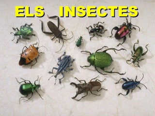 ELS  INSECTES 