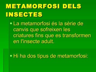 METAMORFOSI DELS INSECTES ,[object Object],[object Object]