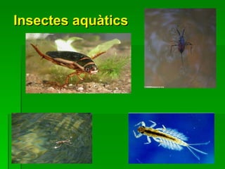 Insectes aquàtics   