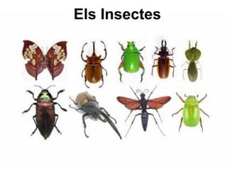 Els Insectes

 