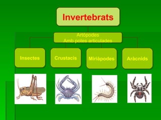 Invertebrats Insectes Crustacis Miriàpodes Aràcnids Artòpodes Amb potes articulades 