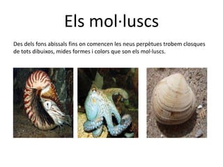Els mol·luscs
Des dels fons abissals fins on comencen les neus perpètues trobem closques
de tots dibuixos, mides formes i colors que son els mol·luscs.
 