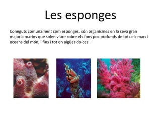 Les esponges
Coneguts comunament com esponges, són organismes en la seva gran
majoria marins que solen viure sobre els fons poc profunds de tots els mars i
oceans del món, i fins i tot en aigües dolces.
 