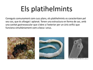 Els platihelmints
Coneguts comunament com cucs plans, els platihelmints es caracteritzen pel
seu cos, que és allargat i aplanat. Tenen una estructura en forma de sac, amb
una cavitat gastrovascular que s'obre a l'exterior per un únic orifici que
funciona simultàniament com a boca i anus.
 