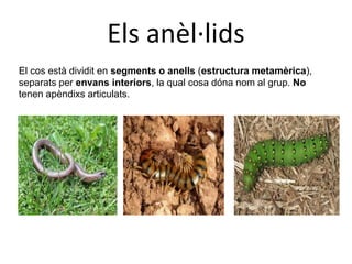 Els anèl·lids
El cos està dividit en segments o anells (estructura metamèrica),
separats per envans interiors, la qual cosa dóna nom al grup. No
tenen apèndixs articulats.
 