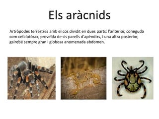 Els aràcnids
Artròpodes terrestres amb el cos dividit en dues parts: l'anterior, coneguda
com cefalotòrax, proveïda de sis parells d'apèndixs, i una altra posterior,
gairebé sempre gran i globosa anomenada abdomen.
 