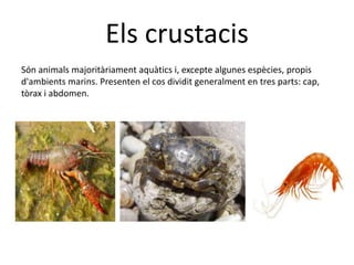 Els crustacis
Són animals majoritàriament aquàtics i, excepte algunes espècies, propis
d'ambients marins. Presenten el cos dividit generalment en tres parts: cap,
tòrax i abdomen.
 
