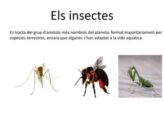 Els insectes
Es tracta del grup d'animals més nombrós del planeta, format majoritàriament per
espècies terrestres, encara que algunes s'han adaptat a la vida aquàtica.
 